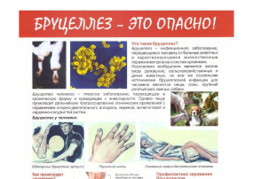 Памятка о профилактике бруцеллеза Памятка о профилактике бруцеллеза.